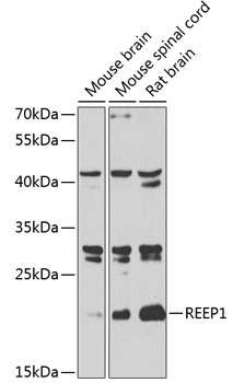 Western blot analysis of extracts of various cell lines, using REEP1 antibody  at 1:1000 dilution