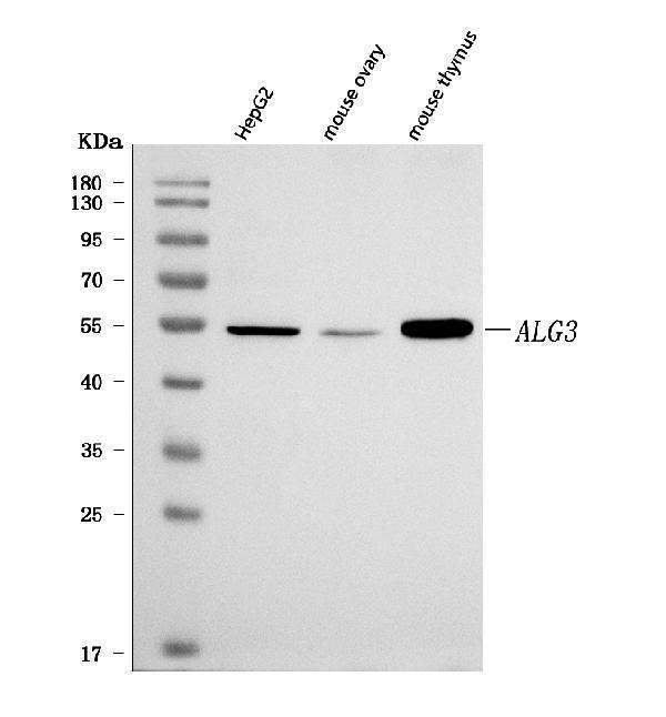  Western blot analysis of ALG3 using anti-ALG3 antibody (A04688)