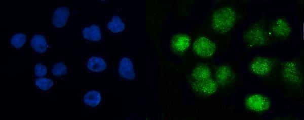 a04690 1 brcc3 primary antibodies if testing 2