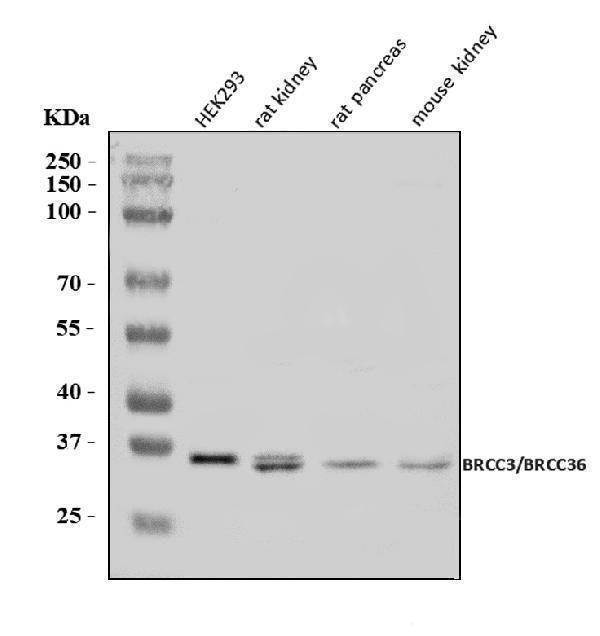 a04690 1 brcc3 primary antibodies wb testing 1