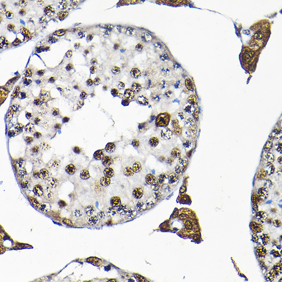 Immunohistochemistry of paraffin-embedded mouse testis using SNRPF Rabbit pAb  at dilution of 1:200 