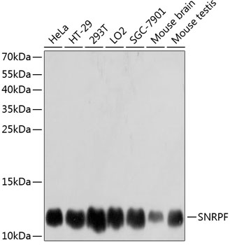 Western blot analysis of extracts of various cell lines, using SNRPF antibody  at 1:3000 dilution