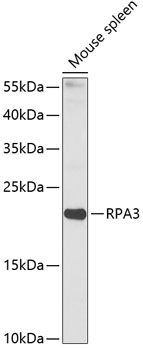 Western blot analysis of extracts of mouse spleen, using RPA3 antibody  at 1:1000 dilution