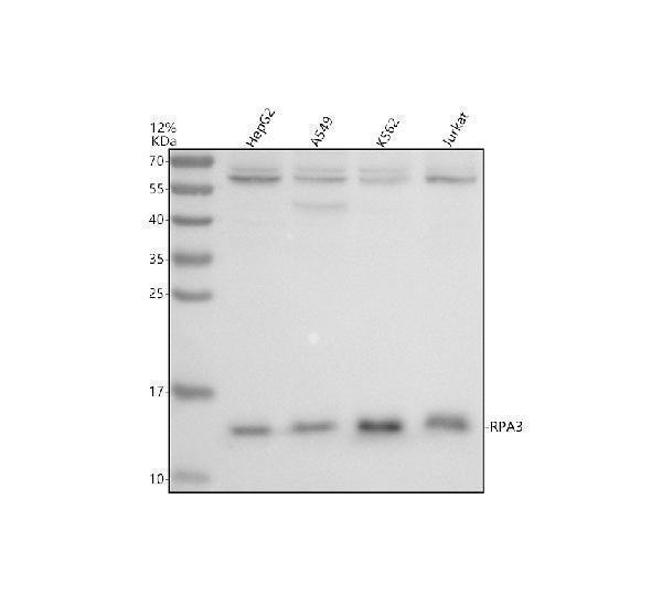 Western blot analysis of RPA3 using anti-RPA3 antibody (A04696-2)