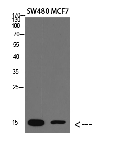 Western blot analysis of lysate, antibody was diluted at 2000