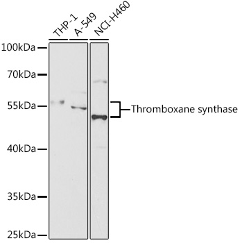 Western blot analysis of extracts of various cell lines, using Thromboxane synthase antibody  at 1:1000 dilution