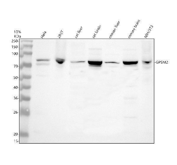 a04699 1 gpsm2 primary antibodies wb testing 1