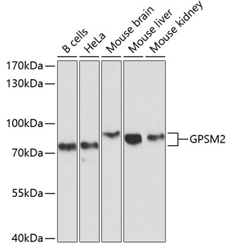 a04699 gpsm2 primary antiboties wb testing 1
