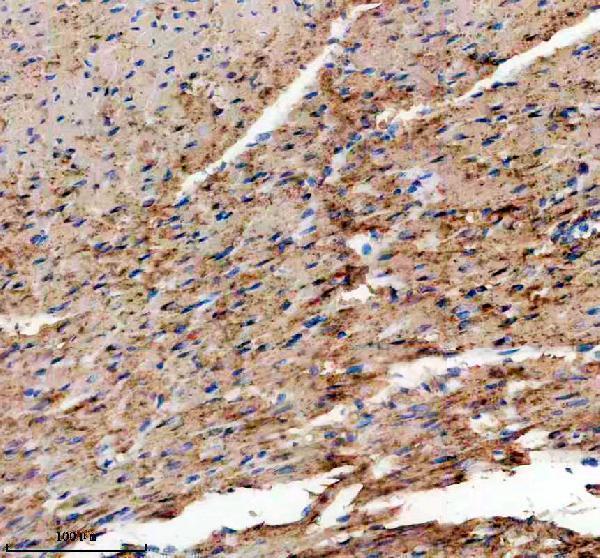 a04701 2 tmod1 primary antibodies ihc testing 1