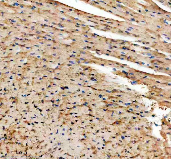 a04701 2 tmod1 primary antibodies ihc testing 2