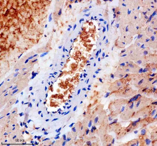 a04701 2 tmod1 primary antibodies ihc testing 3