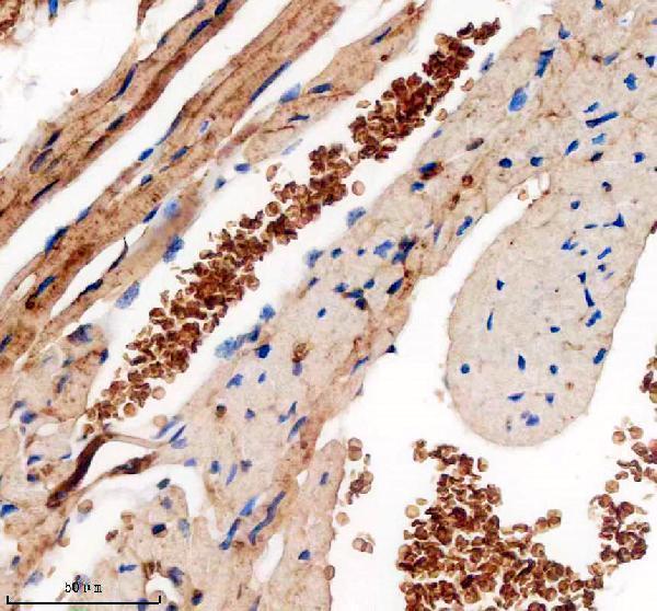 a04701 2 tmod1 primary antibodies ihc testing 4