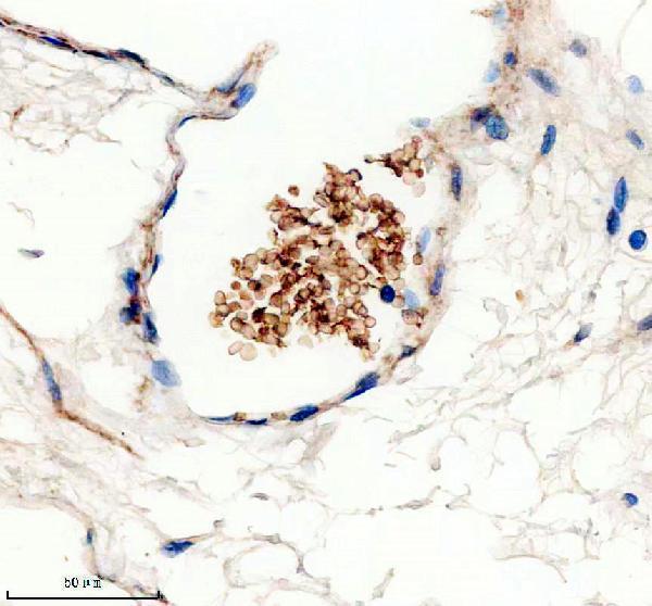 a04701 2 tmod1 primary antibodies ihc testing 5