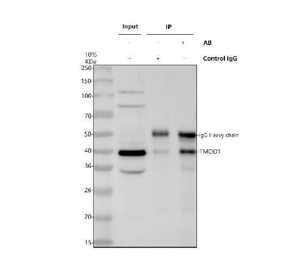 a04701 2 tmod1 primary antibodies ip testing 1