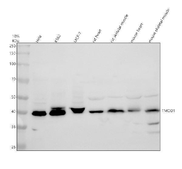 a04701 2 tmod1 primary antibodies wb testing 1