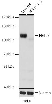 Western blot analysis of extracts from normal (control) and HELLS knockout (KO) HeLa cells, using HELLS antibody