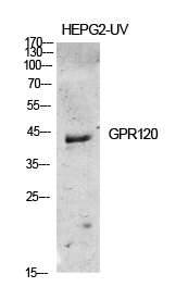 a04709 ffar4 primary antibodyes wb testing 2