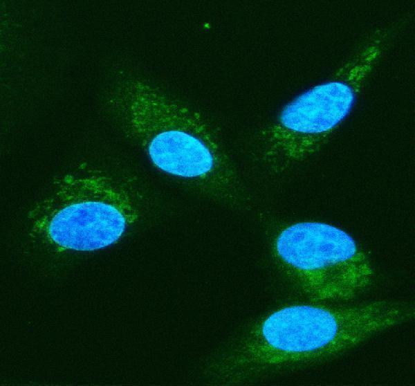  IF analysis of PSMA6 using anti-PSMA6 antibody (A04710-1)