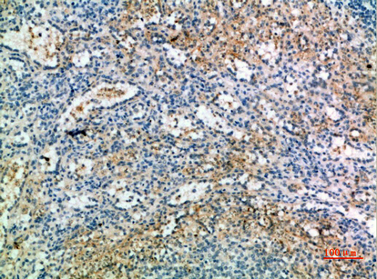 a04711 kel primary antibodies ihc testing 1