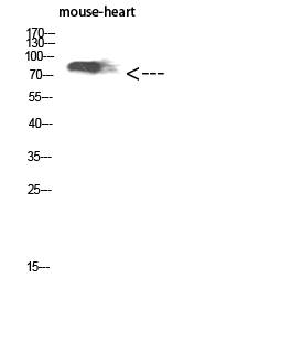 a04711 kel primary antibodies wb testing 2