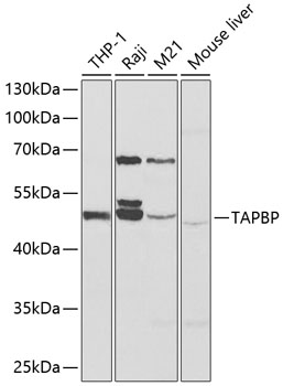 Western blot analysis of extracts of various cell lines, using TAPBP antibody  at 1:1000 dilution