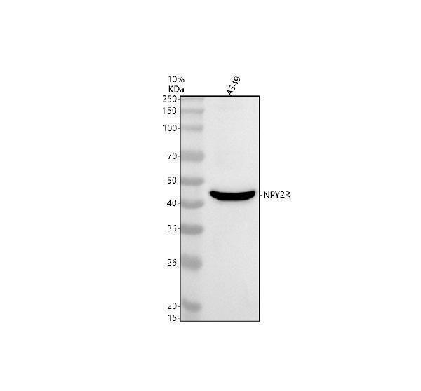 Western blot analysis of NPY2R using anti-NPY2R antibody (A04721-2)