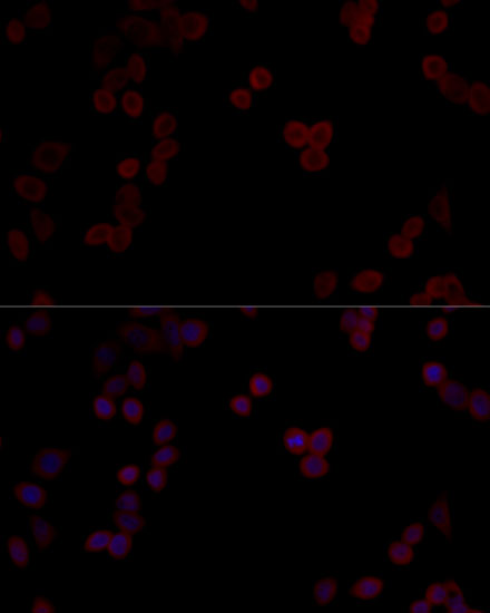 Immunofluorescence analysis of HeLa cells using PPP5C Polyclonal Antibody  at dilution of 1:100 