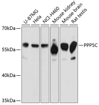 Western blot analysis of extracts of various cell lines, using PPP5C Antibody  at 1:3000 dilution