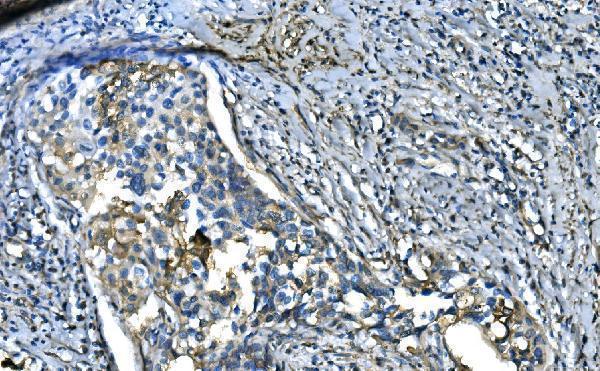 a04728 1 ube2d primary antibodies ihc testing 4