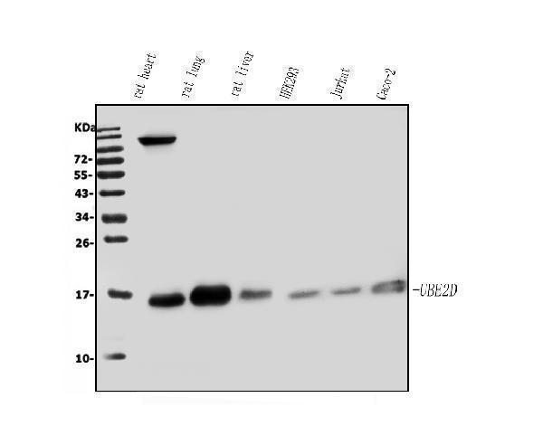 a04728 1 ube2d primary antibodies wb testing 1