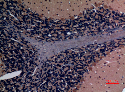 a04729 1 stmn2 primary antibodyes ihc testing 3