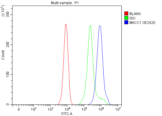 Flow Cytometry analysis of K562 cells using anti-MACC1 antibody (A04732-1)