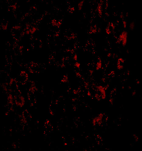 a04732 macc1 primary antibodies if testing 3