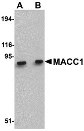 a04732 macc1 primary antibodies wb testing 1