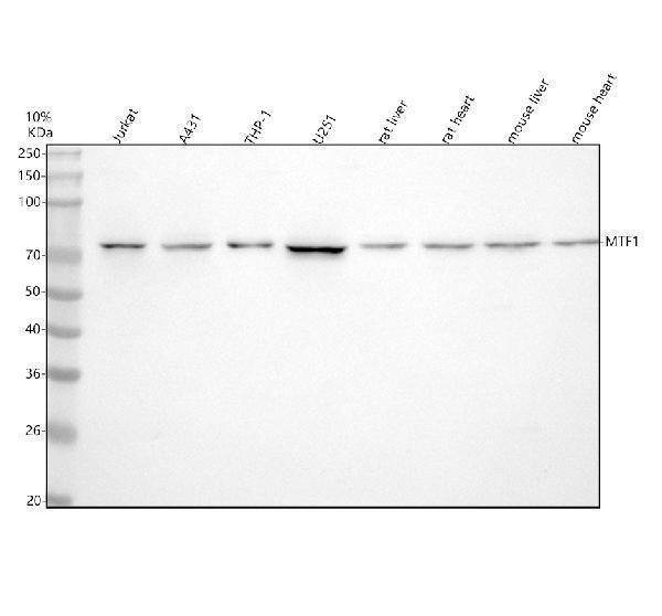  Western blot analysis of MTF1 using anti-MTF1 antibody (A04733-2)