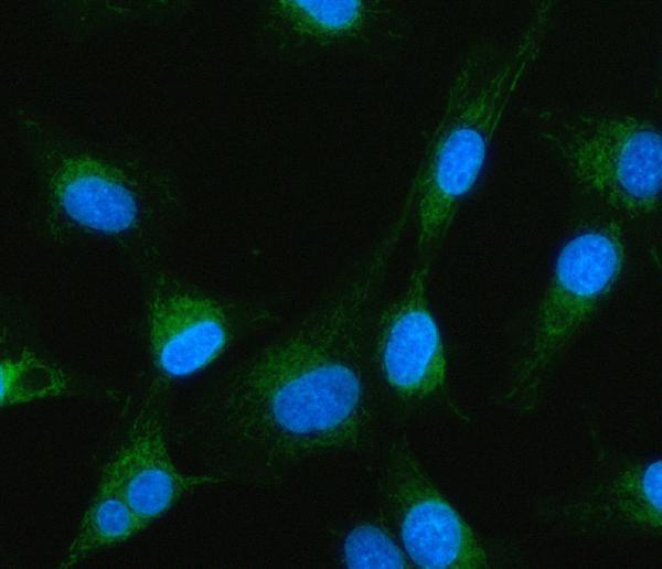 a04733 3 mtf1 primary antibodies if testing 4