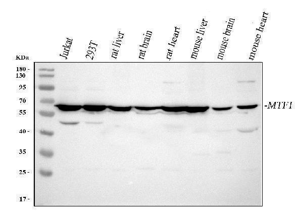  Western blot analysis of MTF1 using anti-MTF1 antibody (A04733-3)