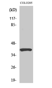 Western Blot analysis of various cells using PI-9 Polyclonal Antibody diluted at 1:1000