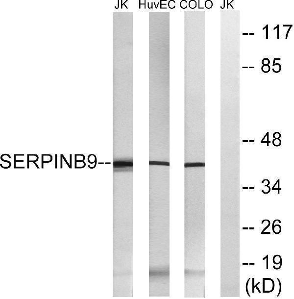 Western blot analysis of lysates from COLO, HUVEC, and Jurkat cells, using SERPINB9 Antibody