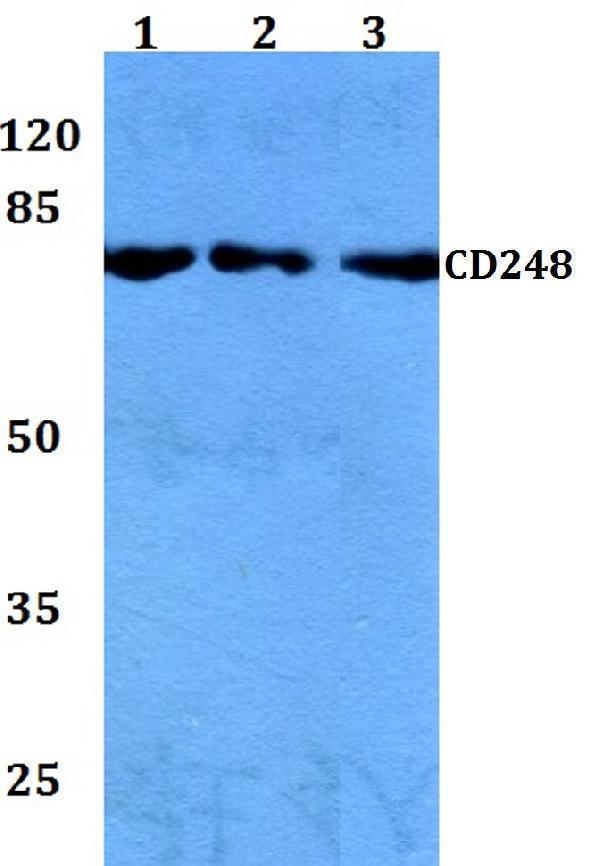 a04735 1 cd248 primary antiboties wb testing 1