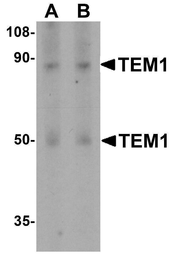 a04735 cd248 primary antibodies wb testing 1