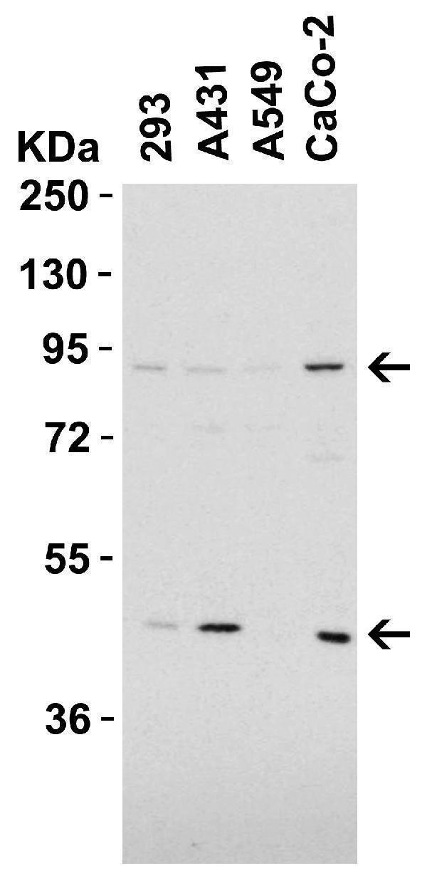 a04735 cd248 primary antibodies wb testing 3