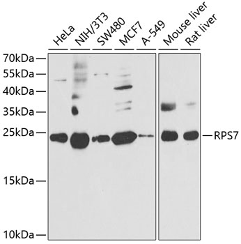 Western blot analysis of extracts of various cell lines, using RPS7 antibody  at 1:1000 dilution
