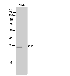 a04737 1 chp1 primary antibodies wb testing 1