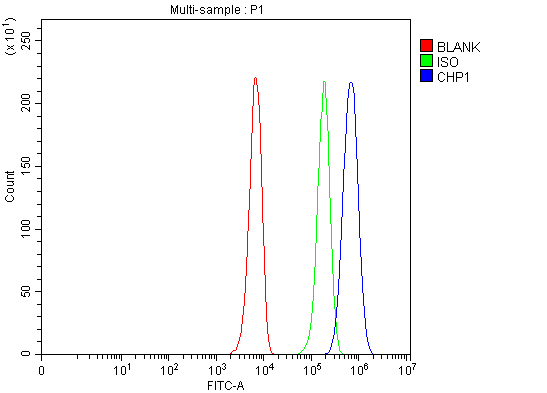 Flow Cytometry analysis of K562 cells using anti-CHP1 antibody (A04737-3)