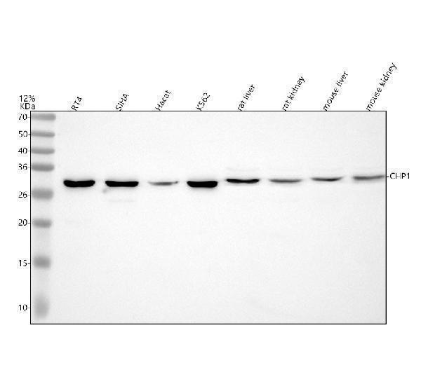 Western blot analysis of CHP1 using anti-CHP1 antibody (A04737-3)