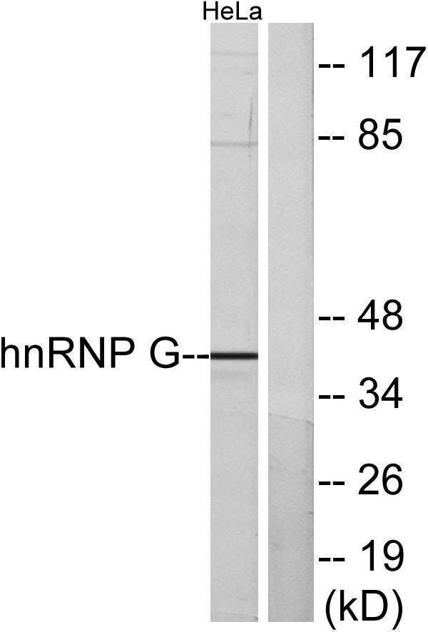 a04738 1 rbmx primary antibodies wb testing 4