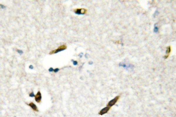 Immunohistochemistry (IHC) analyzes of hnRNP G (M40) pAb in paraffin-embedded human brain tissue