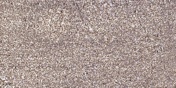 Immunohistochemical analysis of paraffin-embedded human tonsil