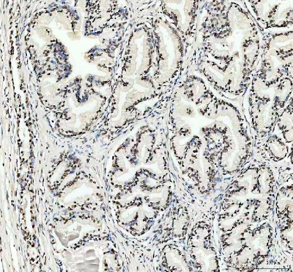 a04740 2 nkx2 2 primary antibodies ihc testing 4